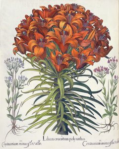 Lirio y centaurea: 1.Lilium cruentum polyanthos; 2.Centaurium minus flore rubro; 3.Centaurium minus flore albo, del Hortus Eystettensis por Basil Besler (1561-1629), pub. 1613 de German School