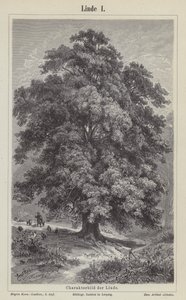 Árbol de tilo de German School