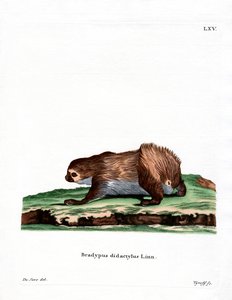 Perezoso de dos dedos de Linneo