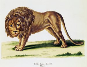 León (Felis leo), de Mamíferos ilustrados de la Naturaleza con descripciones, por Johann Christian Daniel von Schreber (1739-1810), grabado por H I Tisroff, volumen 3, tabla 97-A, Alemania