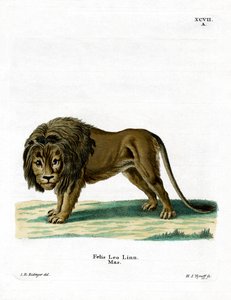 León