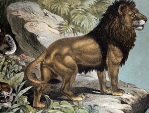 León - en "Historia Natural de los Mamíferos", ed. Schreiber, Múnich