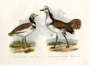 Avutarda pequeña, 1864