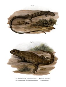 Lagarto