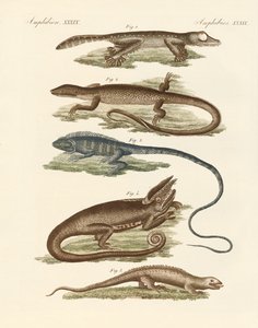 Lagartos