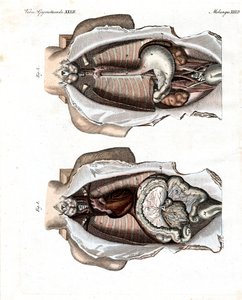 Ubicación de los intestinos en el cuerpo humano