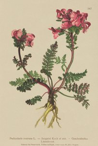 Pedicularis de nariz larga (Pedicularis rostrata)