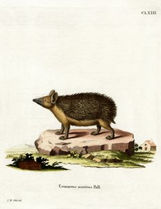 Erizo de orejas largas