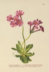 Primavera de flores largas (Primula longiflora) de German School