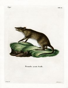 Bandicut de Nariz Larga