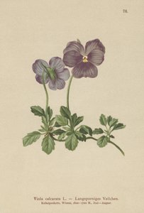 Violeta de espolón largo de German School