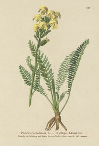 Pedicularis amarilla de pico largo (Pedicularis tuberosa) de German School