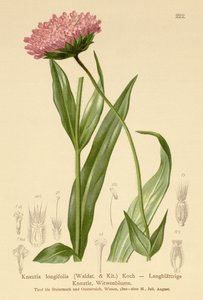 Flor de viuda de hoja larga (Knautia longifolia) de German School