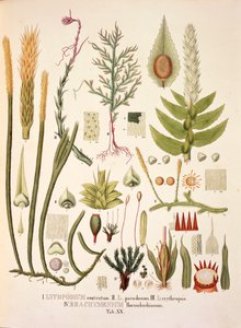 Lycopodium y Brachymenium, tabla XX de 