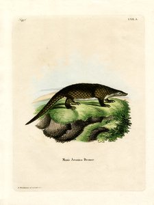 Pangolín malayo
