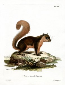 Ardilla malaya