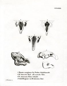 Cráneos de Manatí