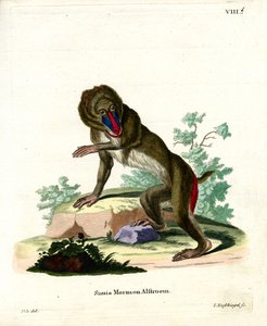Mandril de German School
