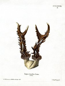 Cornamenta de Liebre de Montaña