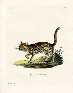 Gato Jaspeado
