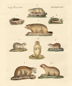 Marmotas y topos