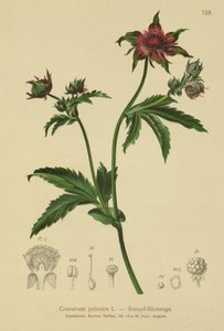 Comarum palustre (Comarum palustre, Potentilla palustris)