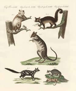 Marsupiales de German School