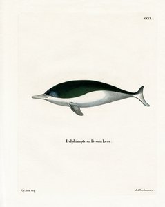 Marsopa de Boca Blanca