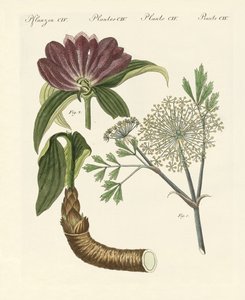 Plantas medicinales de German School