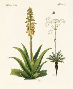 Plantas medicinales de German School
