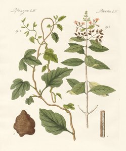 Plantas medicinales de German School