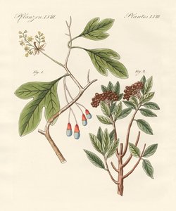 Plantas medicinales