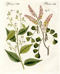 Plantas medicinales