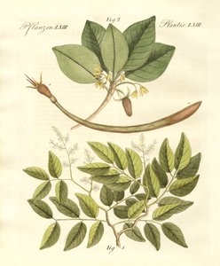 Plantas medicinales de German School