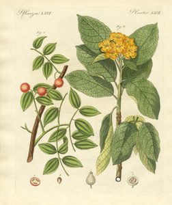 Plantas medicinales de German School