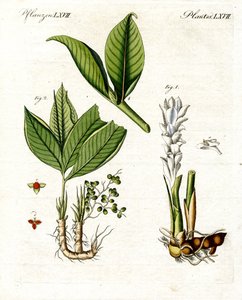 Plantas medicinales de German School