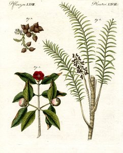 Plantas medicinales de German School