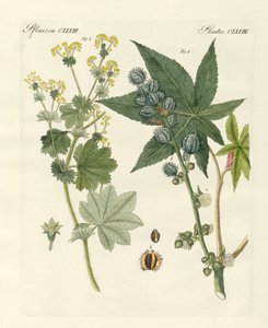 Plantas medicinales de German School