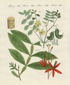 Plantas medicinales de German School