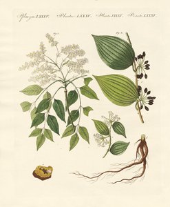 Plantas medicinales de German School