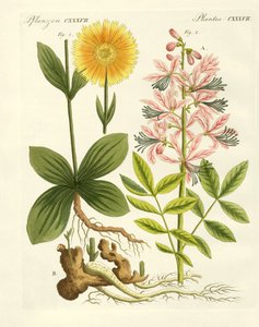 Plantas medicinales de German School