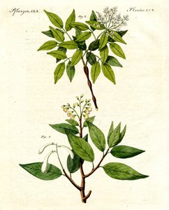 Plantas medicinales