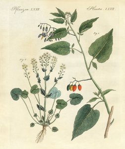 Plantas medicinales de German School