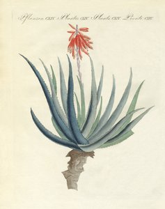 Plantas medicinales de German School