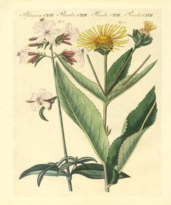 Plantas medicinales de German School