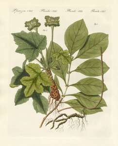 Plantas medicinales