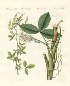 Plantas medicinales de German School