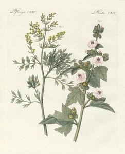Plantas medicinales de German School