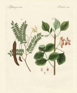 Plantas medicinales de German School