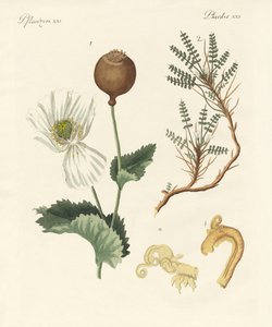 Plantas medicinales de German School